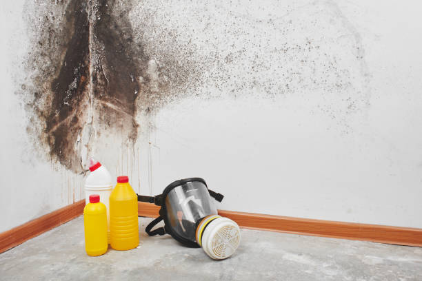 Best Mold Removal Near Me  in Snyder, TX