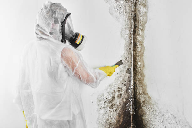 Home Mold Removal in Snyder, TX