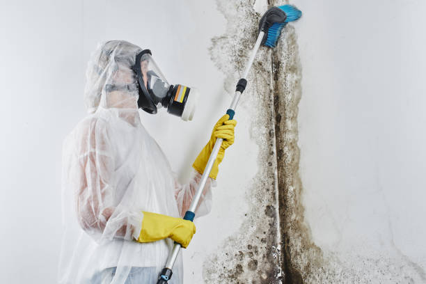 Best Toxic Mold Removal  in Snyder, TX