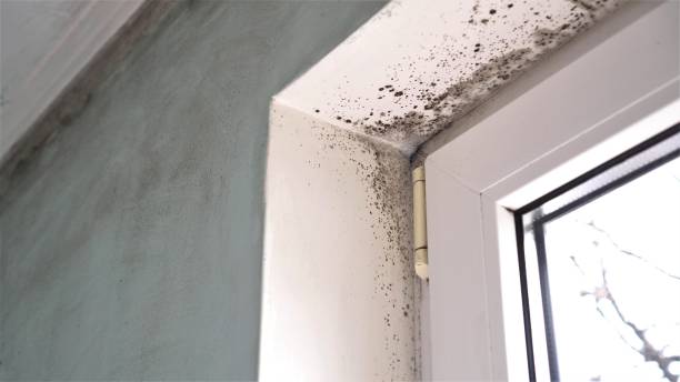 Best Mold Remediation  in Snyder, TX