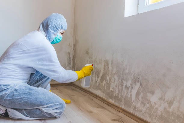 Professional Mold Removal in Snyder, TX