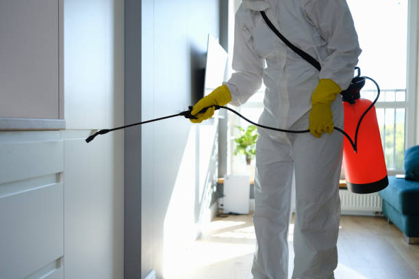 Mold Removal Process in Snyder, TX