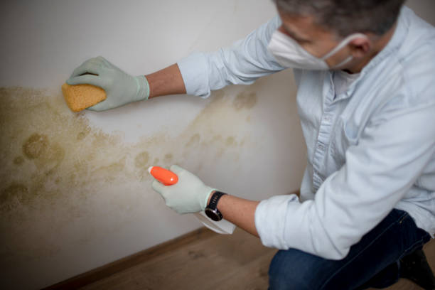 Best Crawl Space Mold Removal  in Snyder, TX