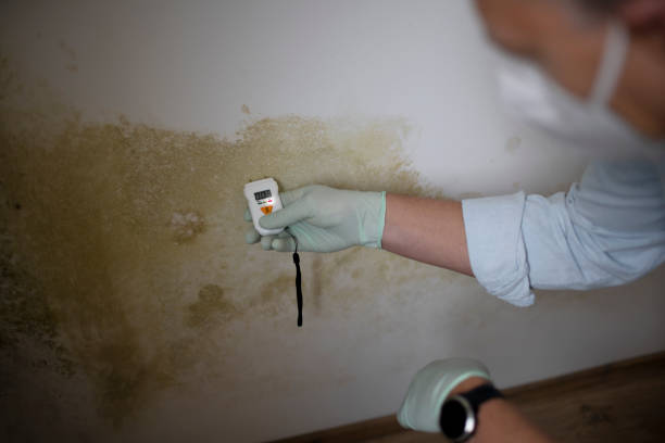 Best Emergency Mold Removal  in Snyder, TX