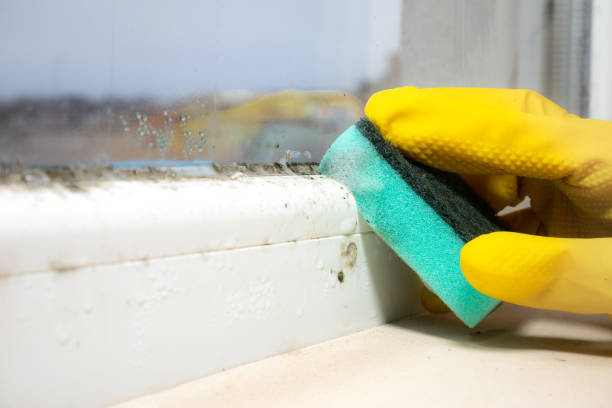 Best Same-Day Mold Removal  in Snyder, TX