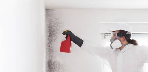 Office Mold Removal Services in Snyder, TX