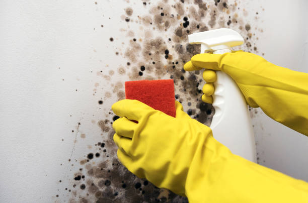 Best Home Mold Removal  in Snyder, TX