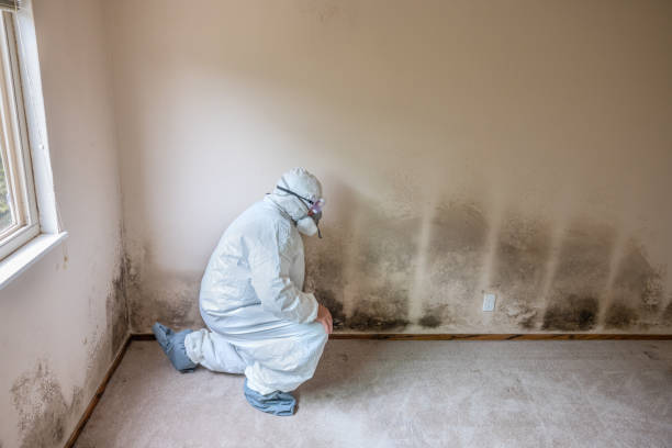 Best Toxic Mold Removal  in Snyder, TX