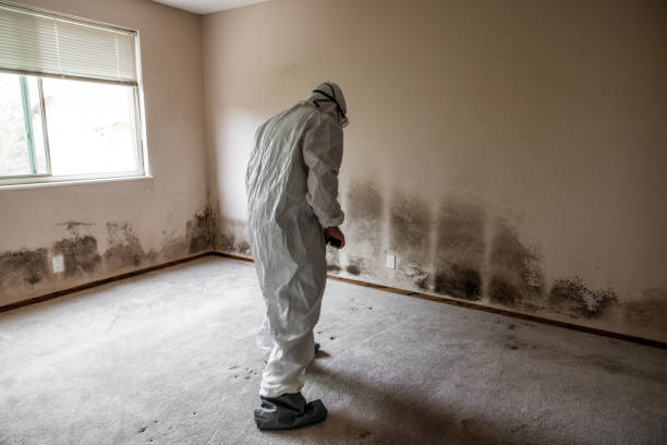 Best Best Mold Removal Companies  in Snyder, TX