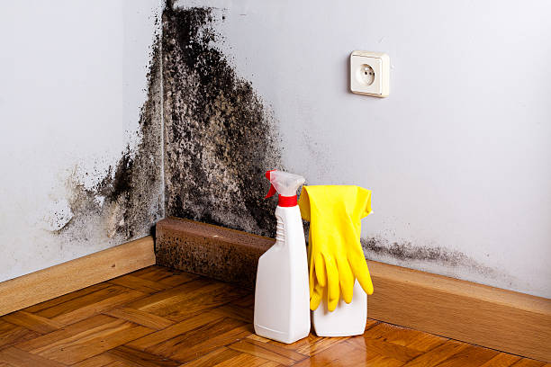 Certified Mold Removal in Snyder, TX