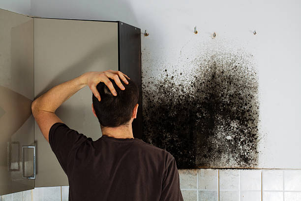 Best Black Mold Removal  in Snyder, TX