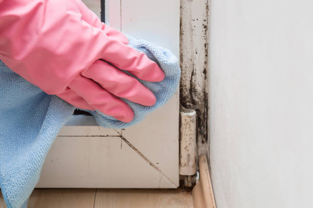 Best Fast Mold Removal  in Snyder, TX